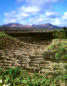 Weinanbau auf Lanzarote - La Geria