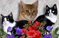 Meine drei
                  Stubentiger